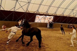 Frizijski konji na prodaju, Belegiš