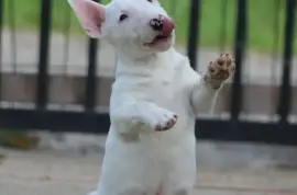 Muško Štene Mini bull terijera, Beograd