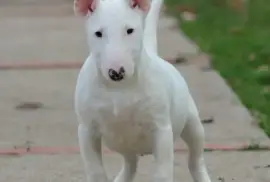 Muško Štene Mini bull terijera, Beograd