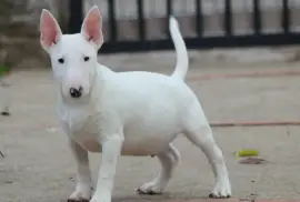 Muško Štene Mini bull terijera, Beograd