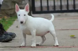 Muško Štene Mini bull terijera, Beograd