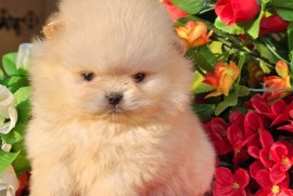 Pomeranac BOO medvedići, Pomeranski Špic štenci, Loznica