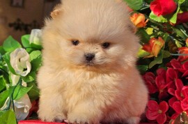 Pomeranac BOO medvedići, Pomeranski Špic štenci, Loznica