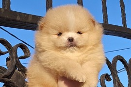 Pomeranac BOO medvedići, Pomeranski Špic štenci, Loznica