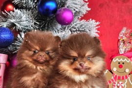 Pomeranac BOO medvedići, Pomeranski Špic štenci, Loznica