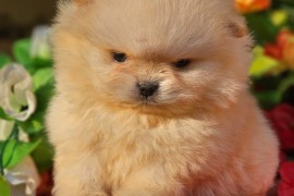 Pomeranac BOO medvedići, Pomeranski Špic štenci, Loznica