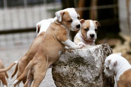 Američki staford terijer prelepi štenci, Beograd