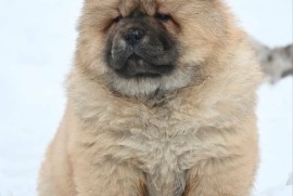 Chow Chow Cau Cau Čau Čau, Valjevo