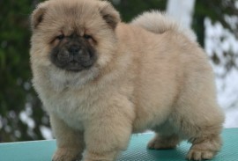 Chow Chow Cau Cau Čau Čau, Valjevo