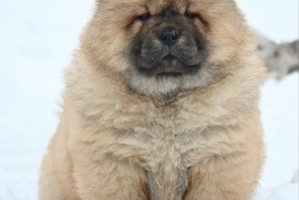 Chow Chow Cau Cau Čau Čau, Valjevo