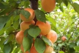 Rezervacije u toku za sadnju voćnih sadnica, Kruševac