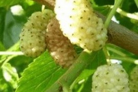 Rezervacije u toku za sadnju voćnih sadnica, Kruševac