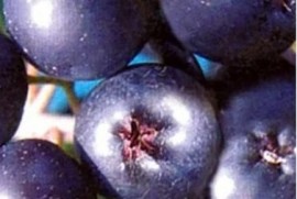 Rezervacije u toku za sadnju voćnih sadnica, Kruševac