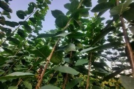 Rezervacije u toku za sadnju voćnih sadnica, Kruševac