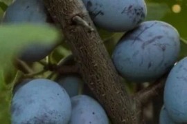 Rezervacije u toku za sadnju voćnih sadnica, Kruševac