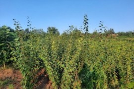 Rezervacije u toku za sadnju voćnih sadnica, Kruševac