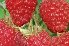 Rezervacije u toku za sadnju voćnih sadnica, Kruševac