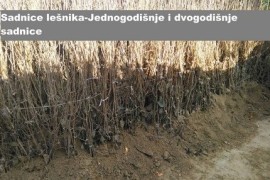 Kvalitetne sertifikovane vocne sadnice iz Rasadnika Antic , Ljubava