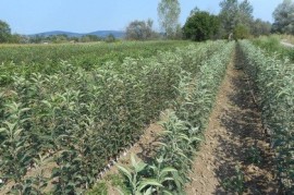 Kvalitetne sertifikovane vocne sadnice iz Rasadnika Antic , Ljubava