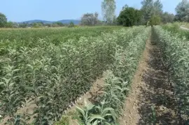 Prodaja sadnica svih vrsta voća , Ljubava