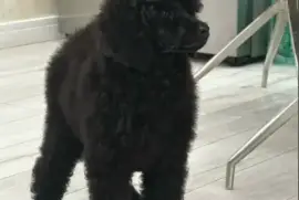 Štenci standard poodle, Zrenjanin