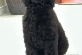 Štenci standard poodle, Zrenjanin