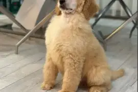 Štenci standard poodle, Zrenjanin