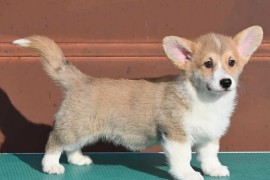 Velski korgi/Welsh Corgi Pembroke štenci, Valjevo