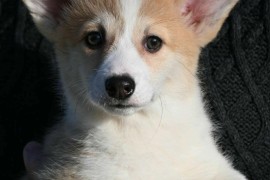 Velski korgi/Welsh Corgi Pembroke štenci, Valjevo