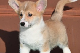 Velski korgi/Welsh Corgi Pembroke štenci, Valjevo