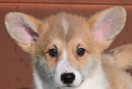 Velski korgi/Welsh Corgi Pembroke štenci, Valjevo
