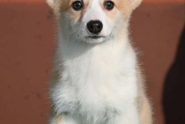Velski korgi/Welsh Corgi Pembroke štenci, Valjevo