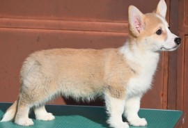 Velski korgi/Welsh Corgi Pembroke štenci, Valjevo