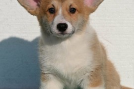 Velski korgi/Welsh Corgi Pembroke štenci, Valjevo