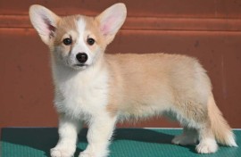 Velski korgi/Welsh Corgi Pembroke štenci, Valjevo