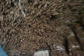 NA PRODAJU: Isečena Loza 1 KLASE za Kalemljenje (Kober BB), Stari Trstenik