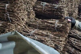 NA PRODAJU: Isečena Loza 1 KLASE za Kalemljenje (Kober BB), Stari Trstenik