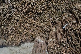 NA PRODAJU: Isečena Loza 1 KLASE za Kalemljenje (Kober BB), Stari Trstenik