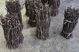 NA PRODAJU: Isečena Loza 1 KLASE za Kalemljenje (Kober BB), Stari Trstenik