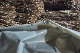 NA PRODAJU: Isečena Loza 1 KLASE za Kalemljenje (Kober BB), Stari Trstenik