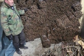 NA PRODAJU: Isečena Loza 1 KLASE za Kalemljenje (Kober BB), Stari Trstenik