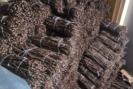 NA PRODAJU: Isečena Loza 1 KLASE za Kalemljenje (Kober BB), Stari Trstenik