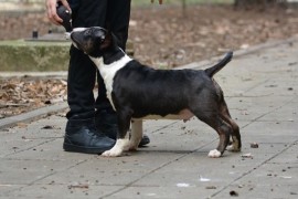 Mini bull terijer  , Beograd