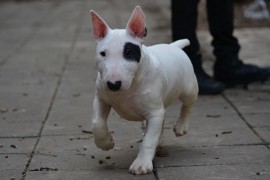 Mini bull terijer  , Beograd