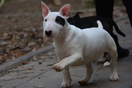 Mini bull terijer  , Beograd