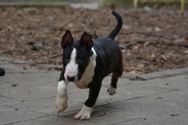 Mini bull terijer  , Beograd