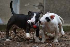 Mini bull terijer  , Beograd