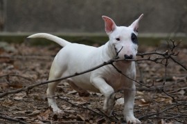 Mini bull terijer  , Beograd
