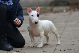 Mini bull terijer  , Beograd