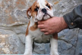 Engleski Buldog, predivni štenci , Beograd